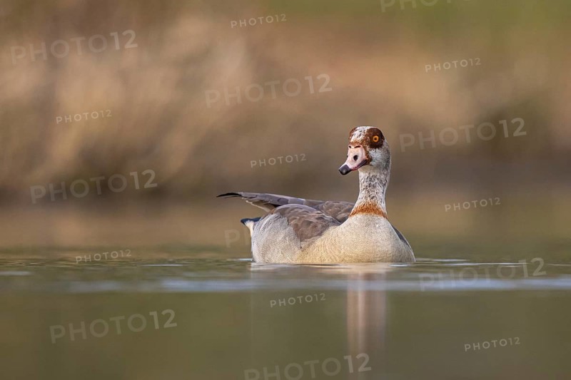 Egyptian Goose (Alopochen aegyptiaca) female, North Rhine-Westphalia, Germany
