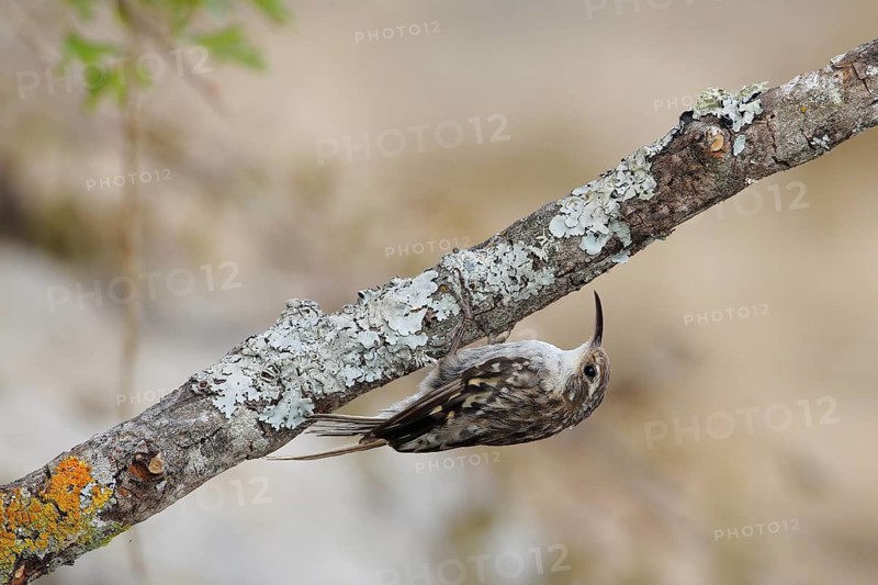 Short-toed Treecreeper (Certhia brachydactyla) climbing on lichen branch, Andalusia, Spain