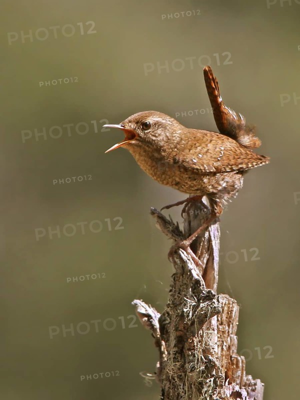 Winter Wren (Troglodytes hiemalis) singing, Saskatchewan, Canada