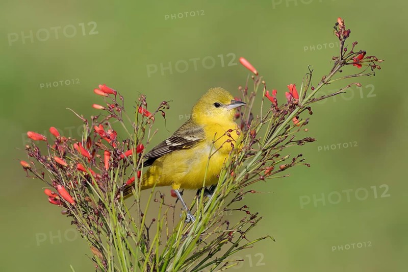Orchard Oriole (Icterus spurius) female, Texas, USA