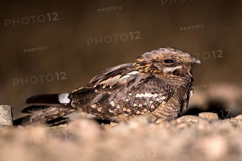 Red-necked Nightjar (Caprimulgus ruficollis) on ground, Andalusia, Spain
