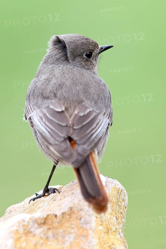 Black Redstart (Phoenicurus ochruros) female, Baden-Wuerttemberg, Germany