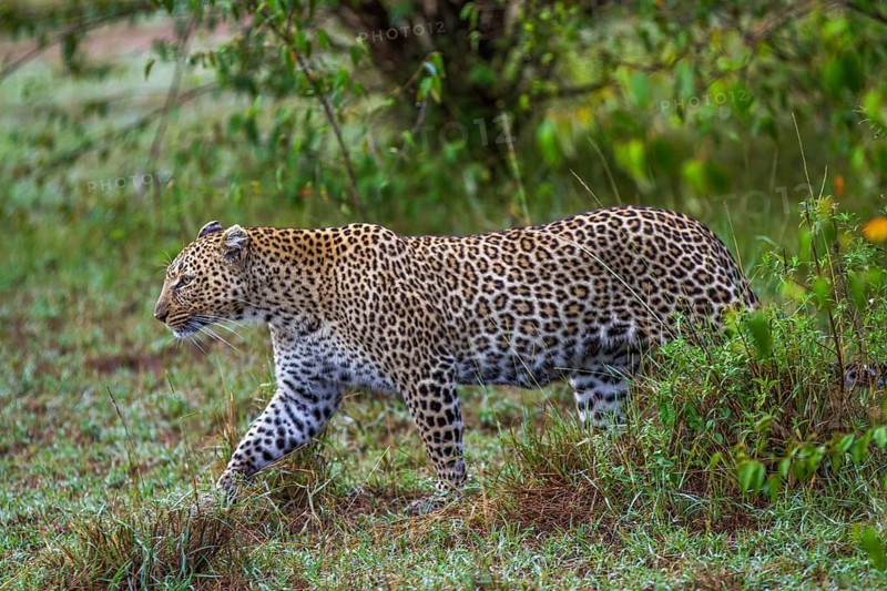 Leopard (Panthera pardus), South Africa