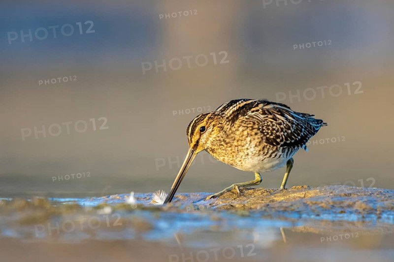 Common Snipe (Gallinago gallinago) foraging, North Rhine-Westphalia, Germany