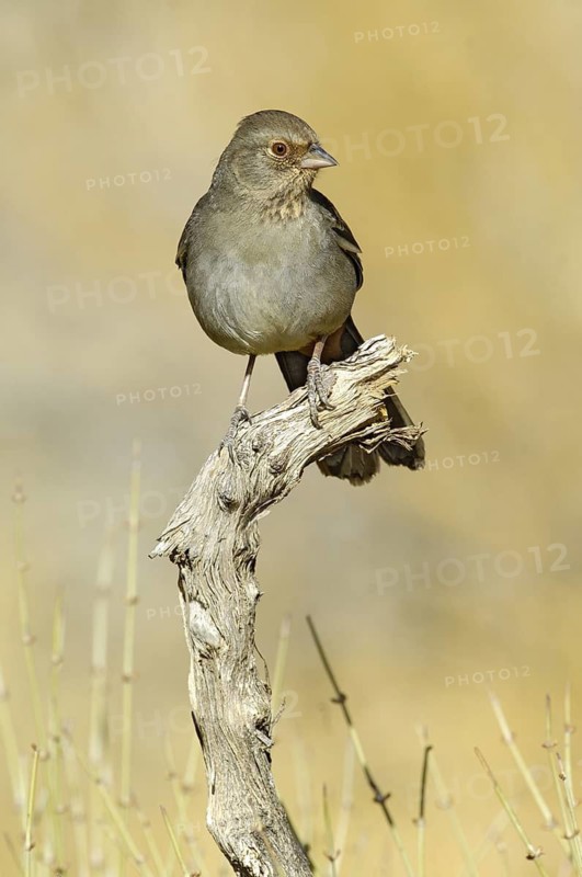 California Towhee (Melozone crissalis), California, USA