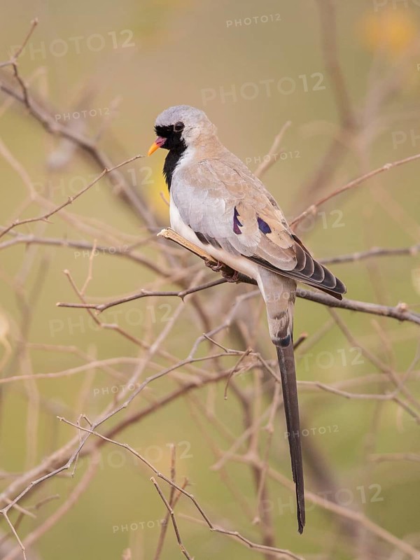 Namaqua Dove (Oena capensis) male, Uganda