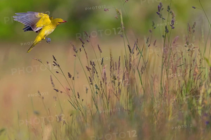 Oriole, (Eurasian Golden Oriole), on perch, animals, birds, approach, flight photo, New Tower Hide, Tiszaalpár - Kiskunsági Nation, Bács-Kiskun, Hungary