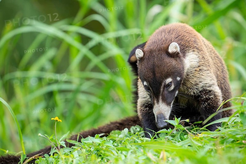 Daytime White-nosed Coati (Nasua narica) foraging in lush green grass and searching for food. San Carlos, Alajuela, Costa Rica