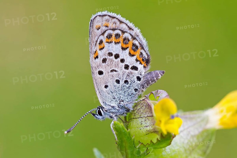 Argus Blue, (Plebejus argus), animals, insects, butterflies, butterfly, butterflies, lateral, Lentiira, Lentiira Kuhmo, Finland