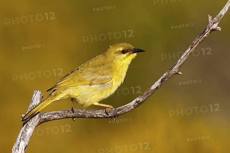 Yellow Honeyeater (Stomiopera flava), Queensland, Australia