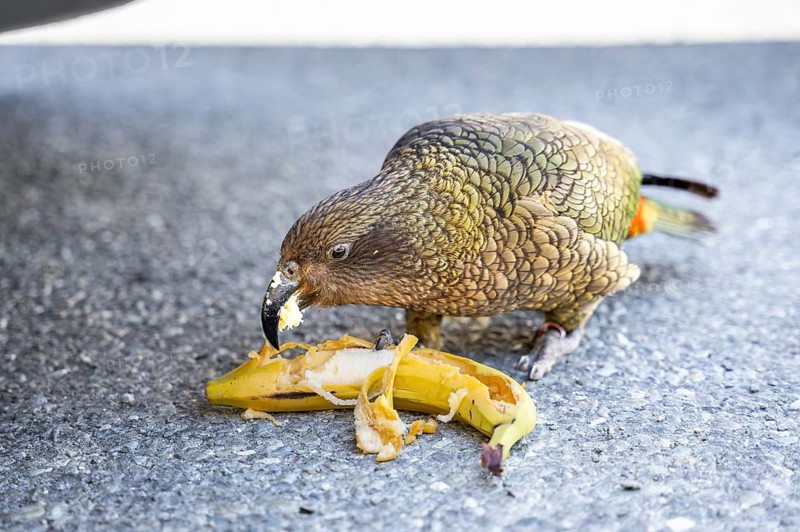 A Kea stole a banana from a car and is eating it. Monkey Creek Parking, Milford Road, Fiordland National Park, Southland Region, South Island, New Zealand