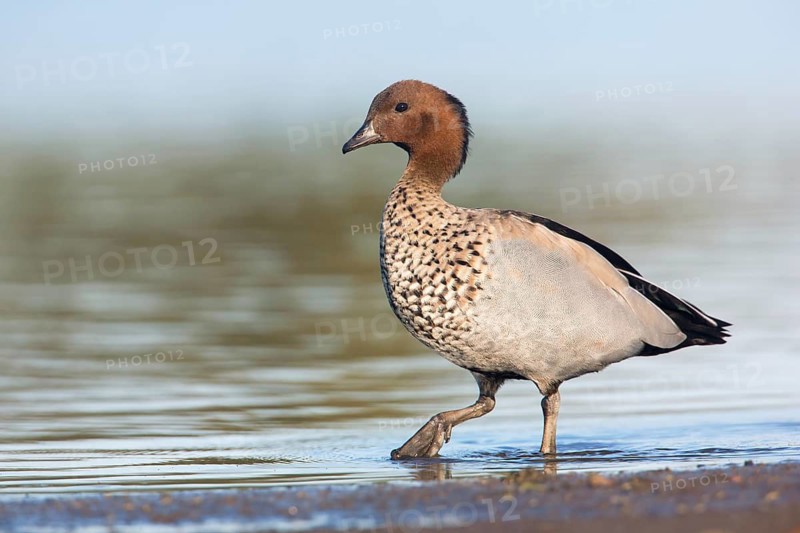Maned Duck (Chenonetta jubata) male, Victoria, Australia
