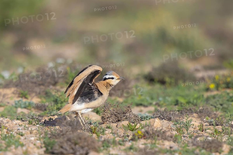 Cream-colored Courser (Cursorius cursor) perched on the ground, Fuerteventura, Spain