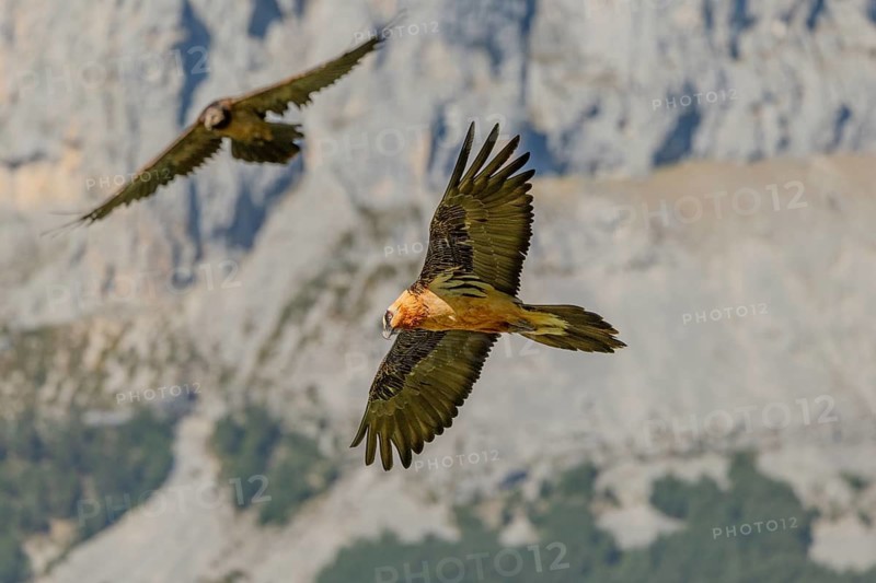 Bearded vulture (Gypeatus barbatus), adult and juvenile, in flight, Pyrenees, Spain