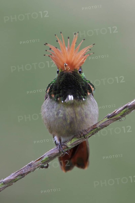 Rufous-crested Coquette (Lophornis delattrei), Manu National Park, Peru