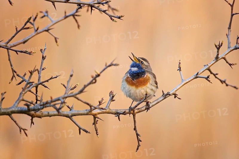 Bluethroat (Luscinia svecica cyanecula) male singing, Saxony-Anhalt, Germany