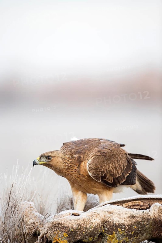 Bonelli's Eagle (Aquila fasciata) juvenile, Castile-La Mancha, Spain
