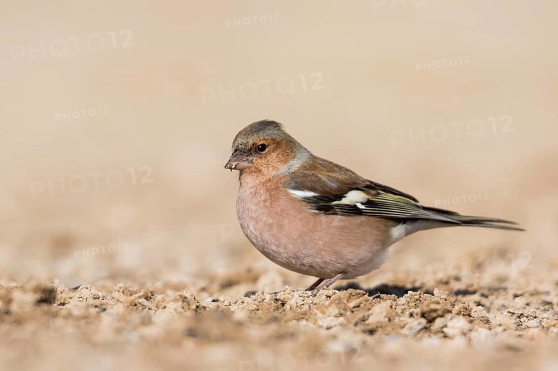 Chaffinch - Buchfink - Fringilla coelebs ssp. coelebs, Spain, male