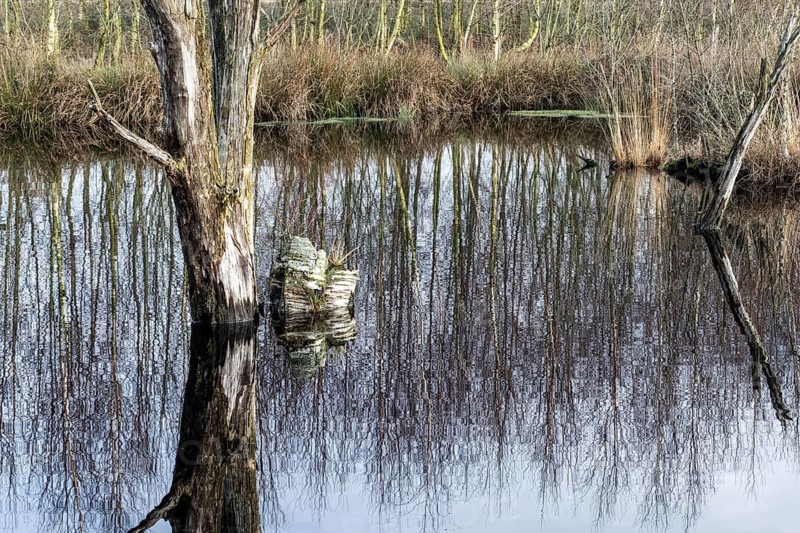 Moorland, Bargerveen, Drenthe, Netherlands