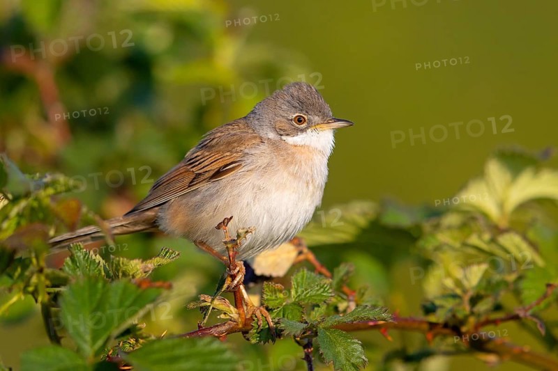 Whitethroat, common whitethroat (Sylvia communis), Fauvette grisette, Curruca Zarcera, songbird, shrub wren, Bad D¸rkheim district, Hockenheim, Baden-Württemberg, Germany