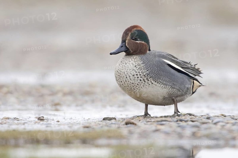 Eurasian Teal (Anas crecca) male, Norkolk, United Kingdom