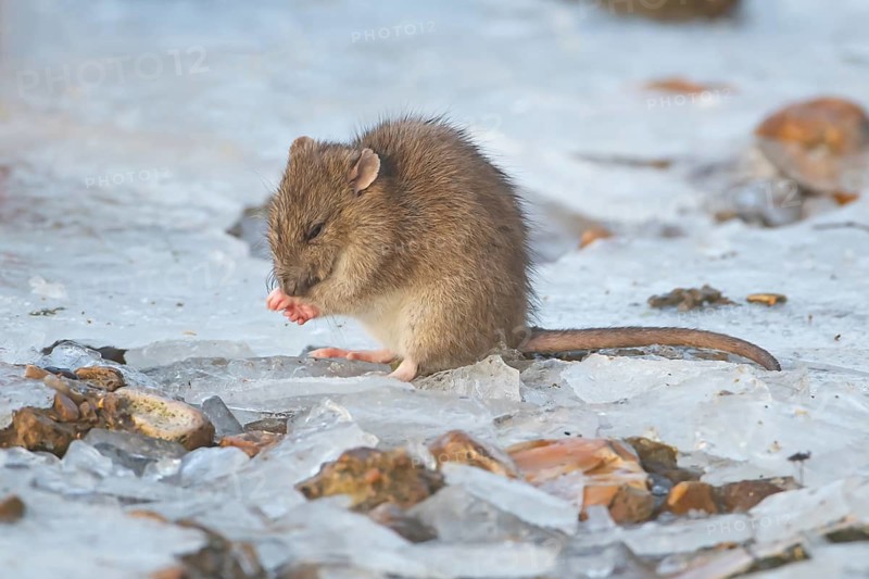 Brown rat (Rattus norvegicus) adult rodent animal washing its face on ice of a frozen lake in winter, England, United Kingdom