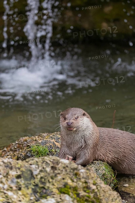 One Eurasian otter (Lutra lutra), sitting on a rock and feeding on a fisch. A little cascade in the background