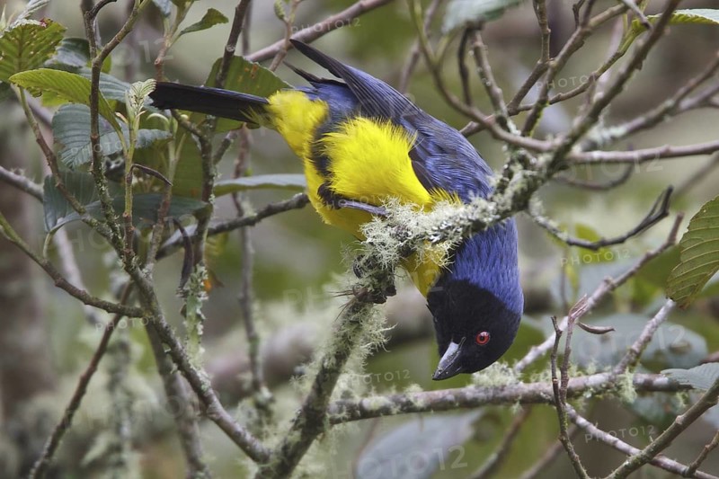 Hooded Mountain-Tanager (Buthraupis montana) perched on a branch in Ecuador, South America
