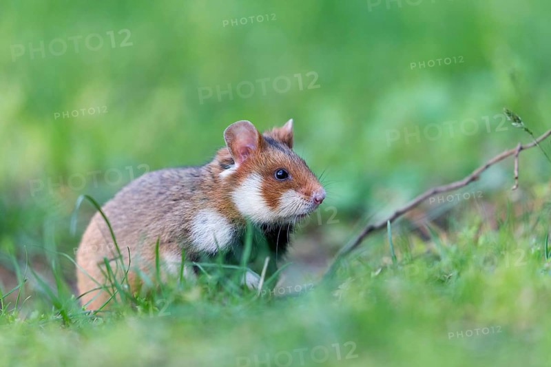 Field hamster, (Cricetus cricetus), animals, mammals, hamster, rodent, subfamily of hamsters, biotope, habitat, foraging, Franz-Josef-Spital, Vienna, Rudolfsheim-Fünfhaus, Vienna, Austria