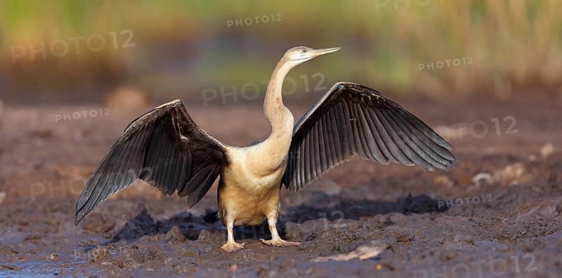 African darter (Anhinga rufa), Marakissa River Camp / Canoe tri, Marakissa, South Bank, Gambia