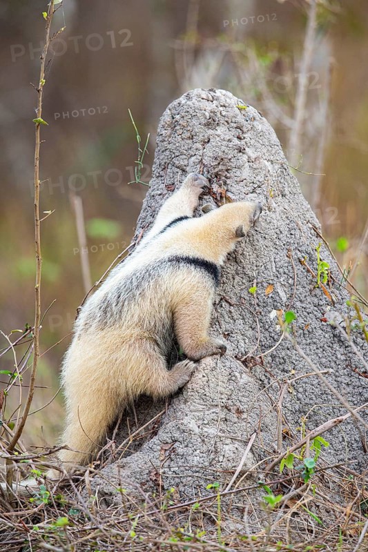 Southern tamandua (Tamandua tetradactyla) Pantanal Brazil
