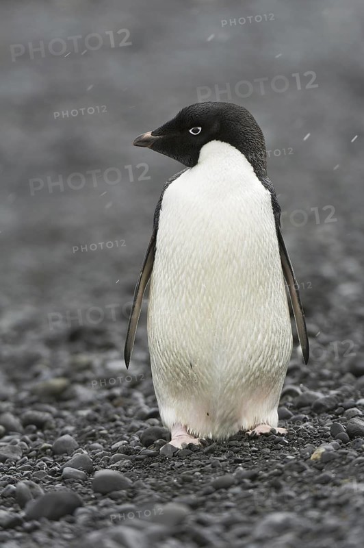 Adelie Penguin (Pygoscelis adeliae), Antarctica
