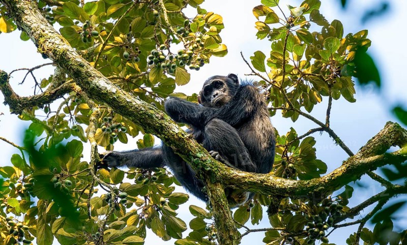 Chimpanzee (Pan Troglodytes), adult male in a tree, eating fruit, Murchison Falls National Park, Uganda