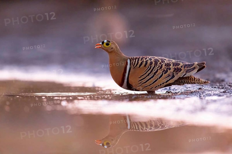 Bush flying fowl, (Pterocles quadricintus), three-banded flying fowl, three-banded flying fowl, flying fowl, flying fowl, Bansang quarry, Bansang, South Bank, Gambia