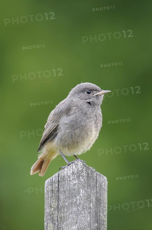 Black Redstart (Phoenicurus ochruros) juvenile, Thuringia, Germany