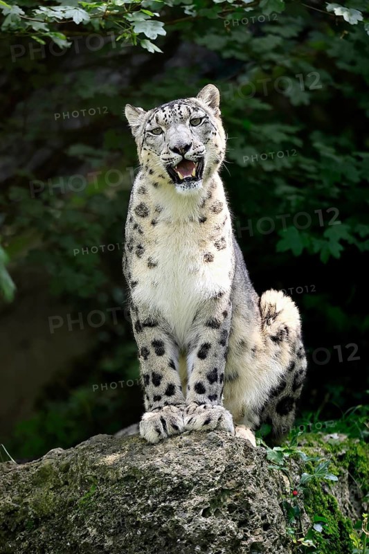 Snow leopard (Uncia uncia), adult, alert, sitting on rocks, endangered species, captive