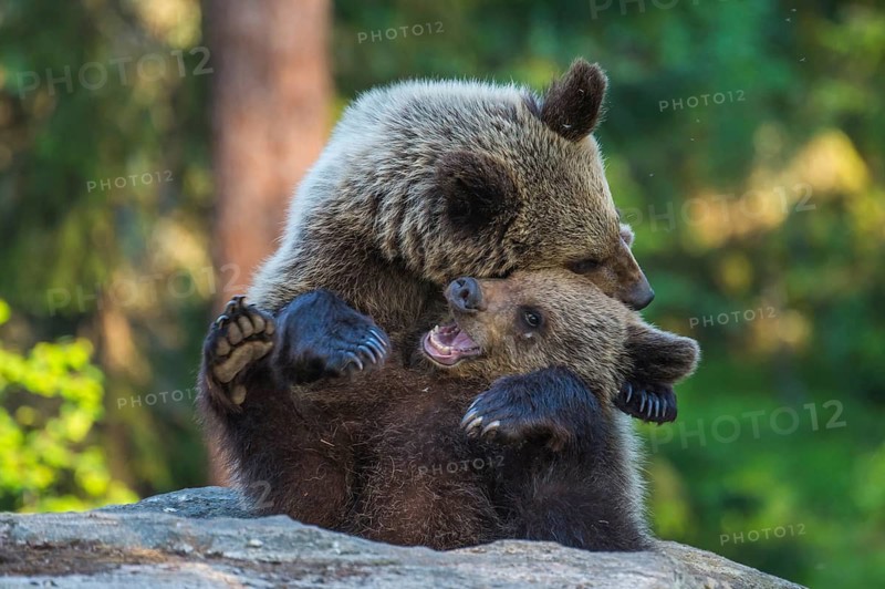 Eurasian Brown Bear (Ursus arctos) two fighting in forest, Finland