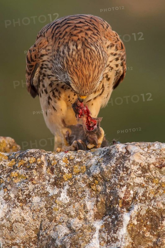 Lesser Kestrel (Falco naumanni), female eating a mouse, Castile-La Mancha, Spain