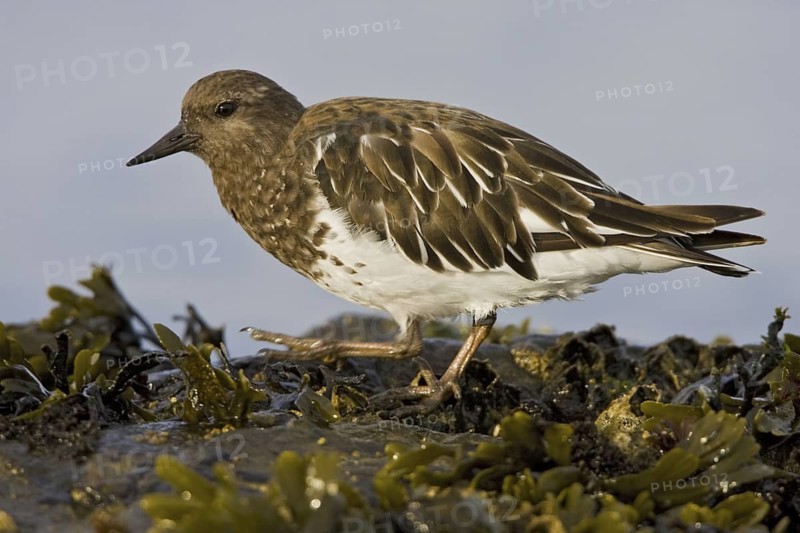 Black Turnstone (Arenaria melanocephala), British Columbia, Canada