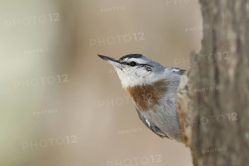 Krüper's Nuthatch (Sitta krueperi), Ankara, Turkey