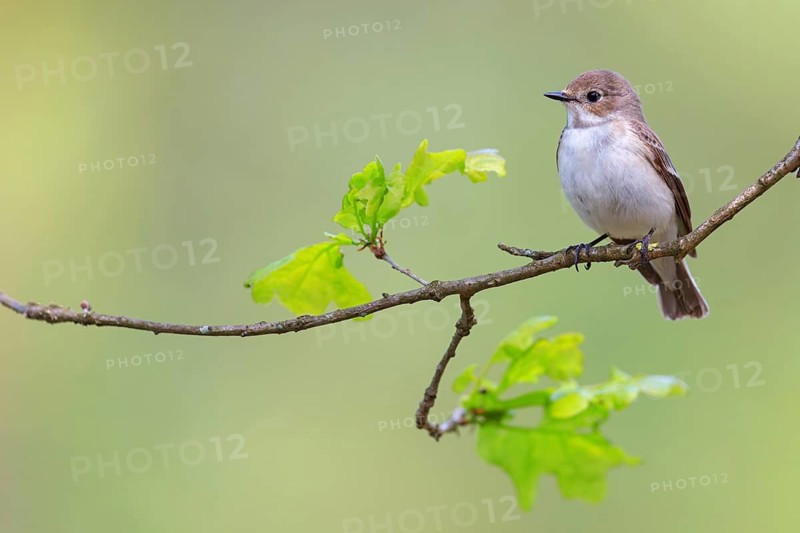 Animals, birds, songbirds, pied flycatcher, (Ficedula hypoleuca), biotope, habitat, perch, foraging, forest cemetery, Limburgerhof, Rhineland-Palatinate, Federal Republic of Germany
