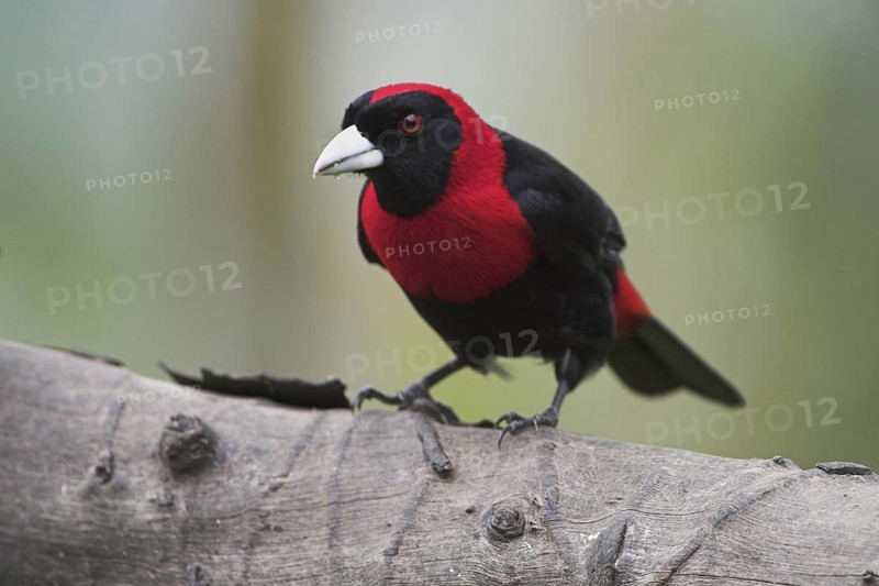Crimson-collared Tanager (Ramphocelus sanguinolentus), Costa Rica