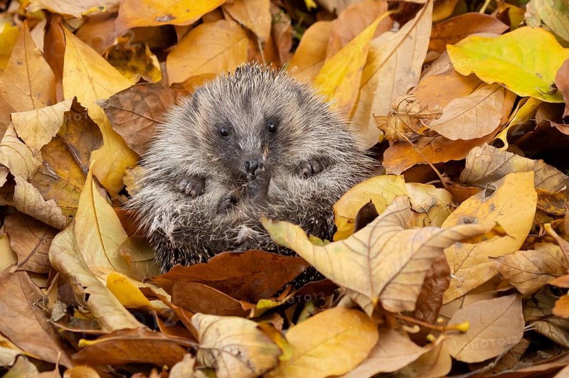 European hedgehog (Erinaceus europaeus) adult animal on fallen autumn leaves, England, United Kingdom