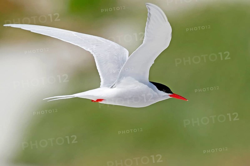 Antarctic Tern (Sterna vittata bethunei) flying, Antarctica
