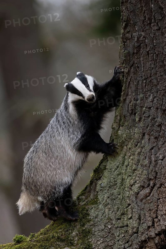 European badger (Meles meles), Bitburg, Rhineland-Palatinate, Germany