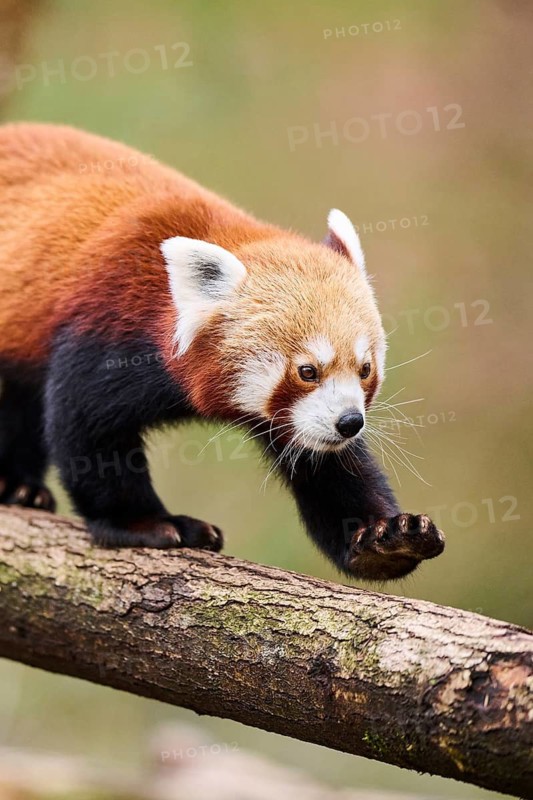 Red panda (Ailurus fulgens) walking on a branch, Germany