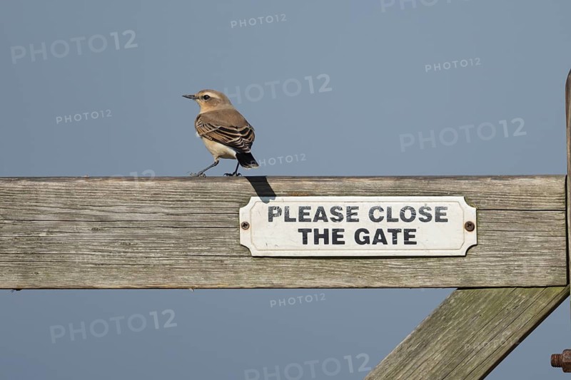 Wheatear (Oenanthe oenanthe) adult female bird on a wooden gate, RSPB Frampton marsh nature reserve, Lincolnshire, England, United Kingdom