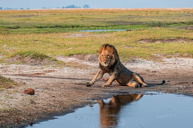 Maned lion, lion (Panthera leo), Ihaha, Chobe National Park, Botswana