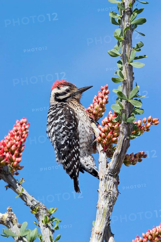 Ladder-backed Woodpecker (Dryobates scalaris) male, New Mexico, USA