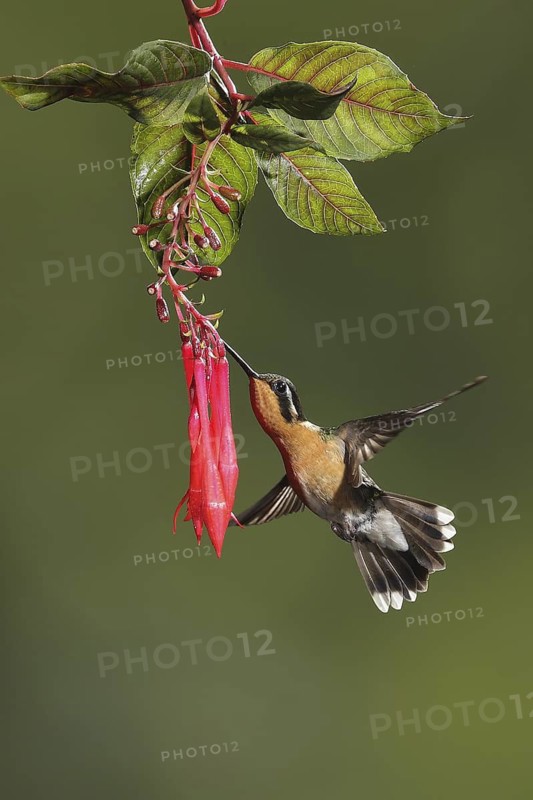 Purple-throated Mountaingem (Lampornis calolaemus) female flying while feeding at a flower, Bosque de Paz, Costa Rica